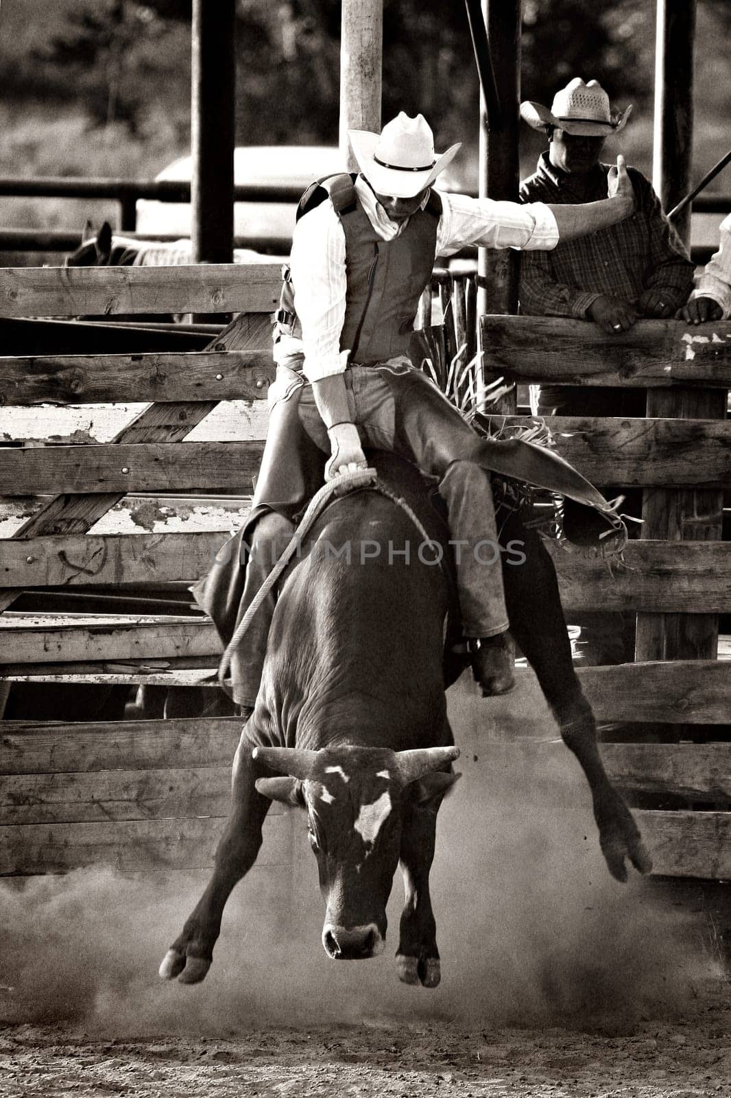 cowboy bull riding in rodeo