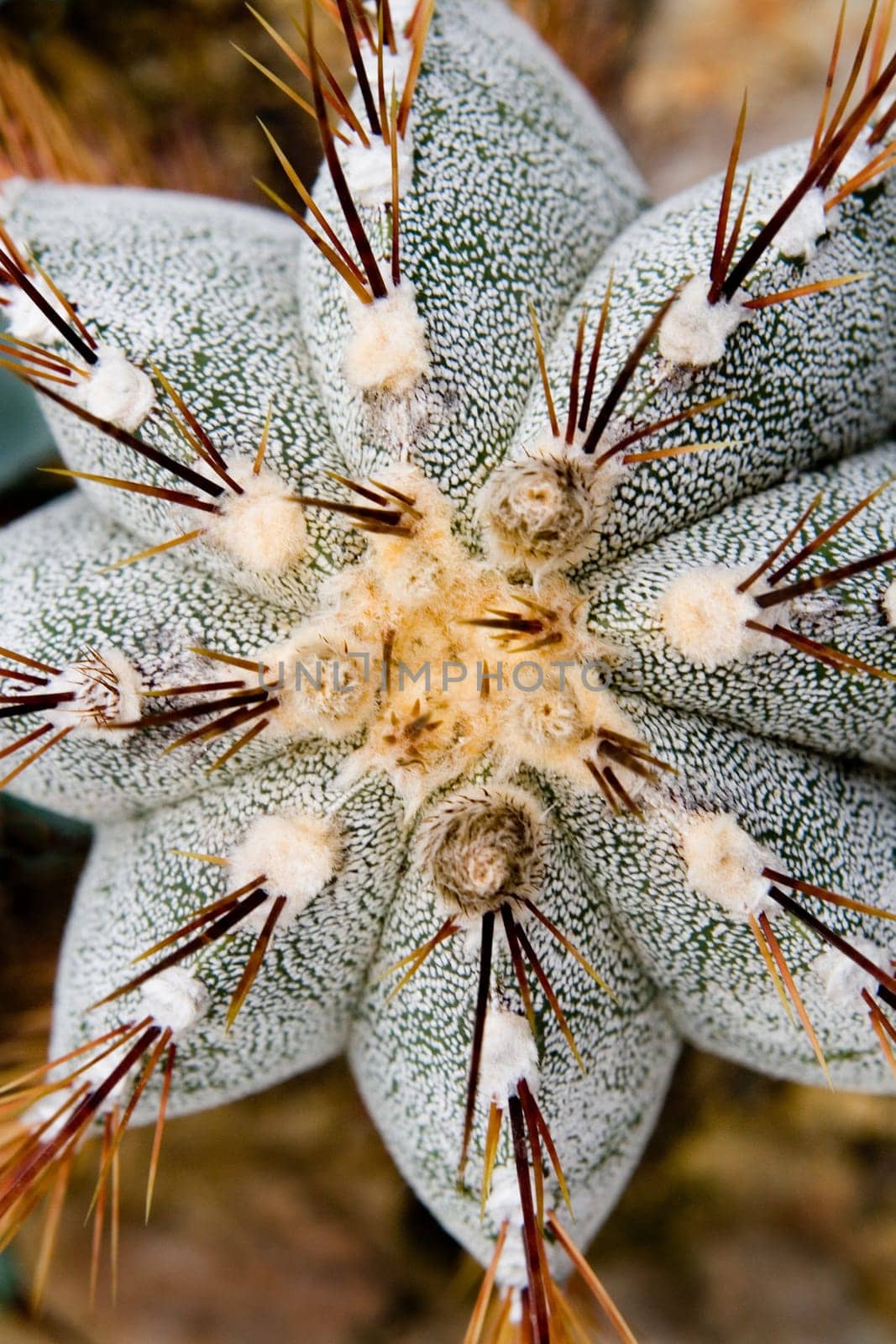 Flora