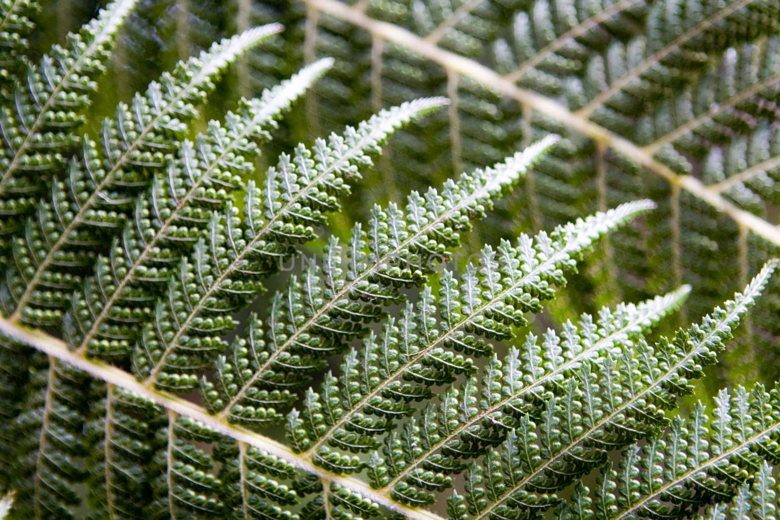 bracken