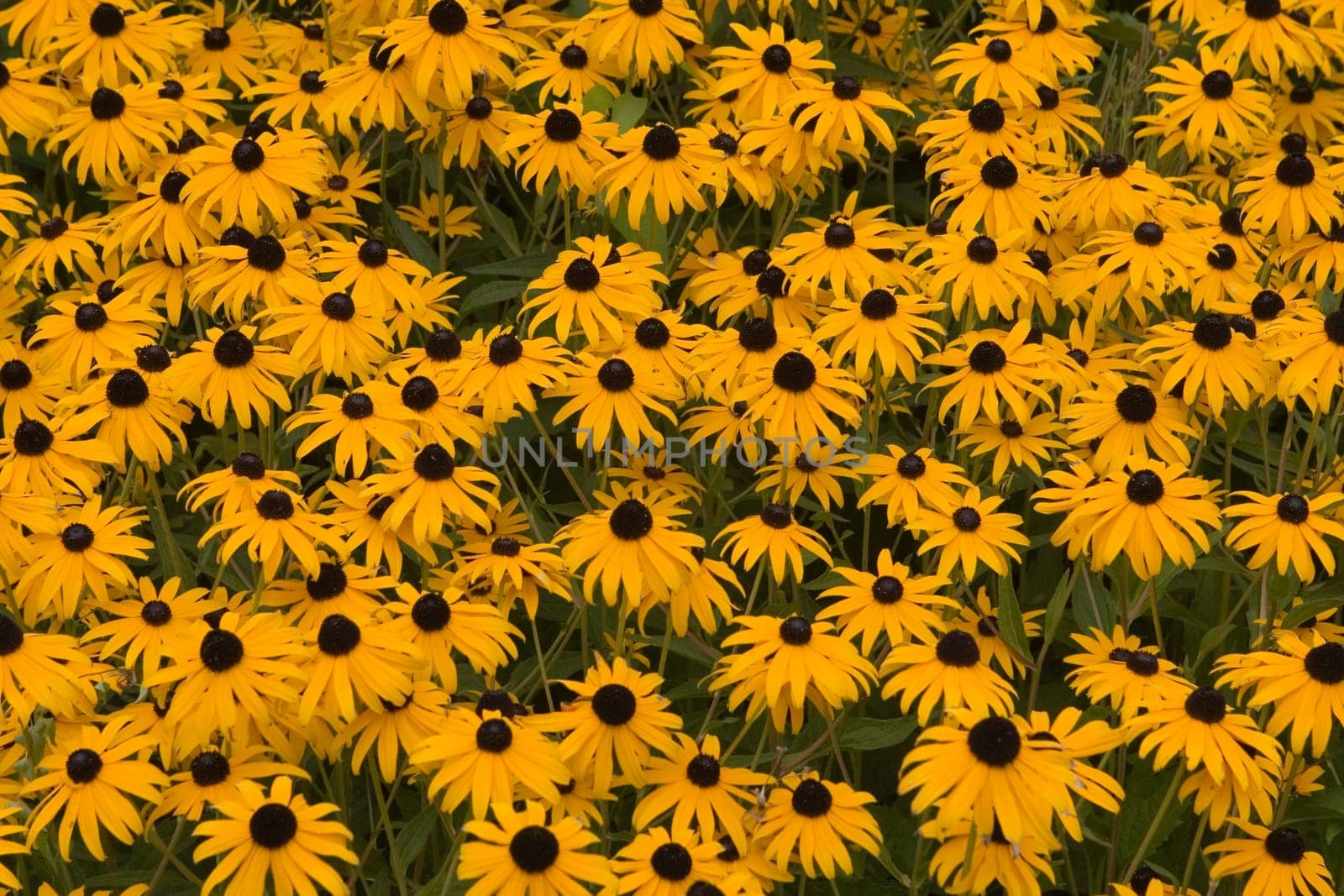 coneflower