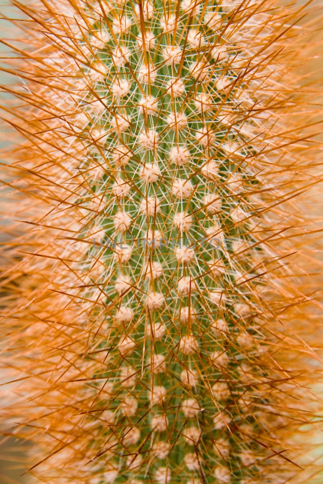 Prickles