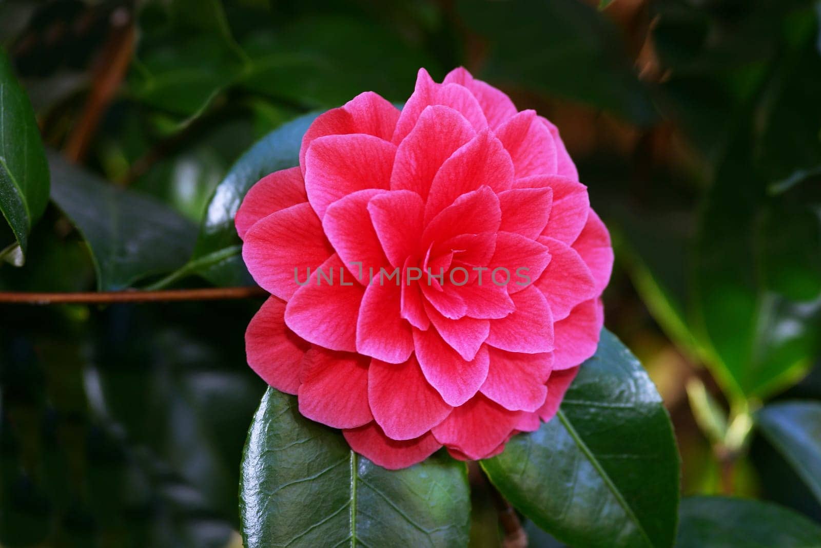 Camellia Japonica