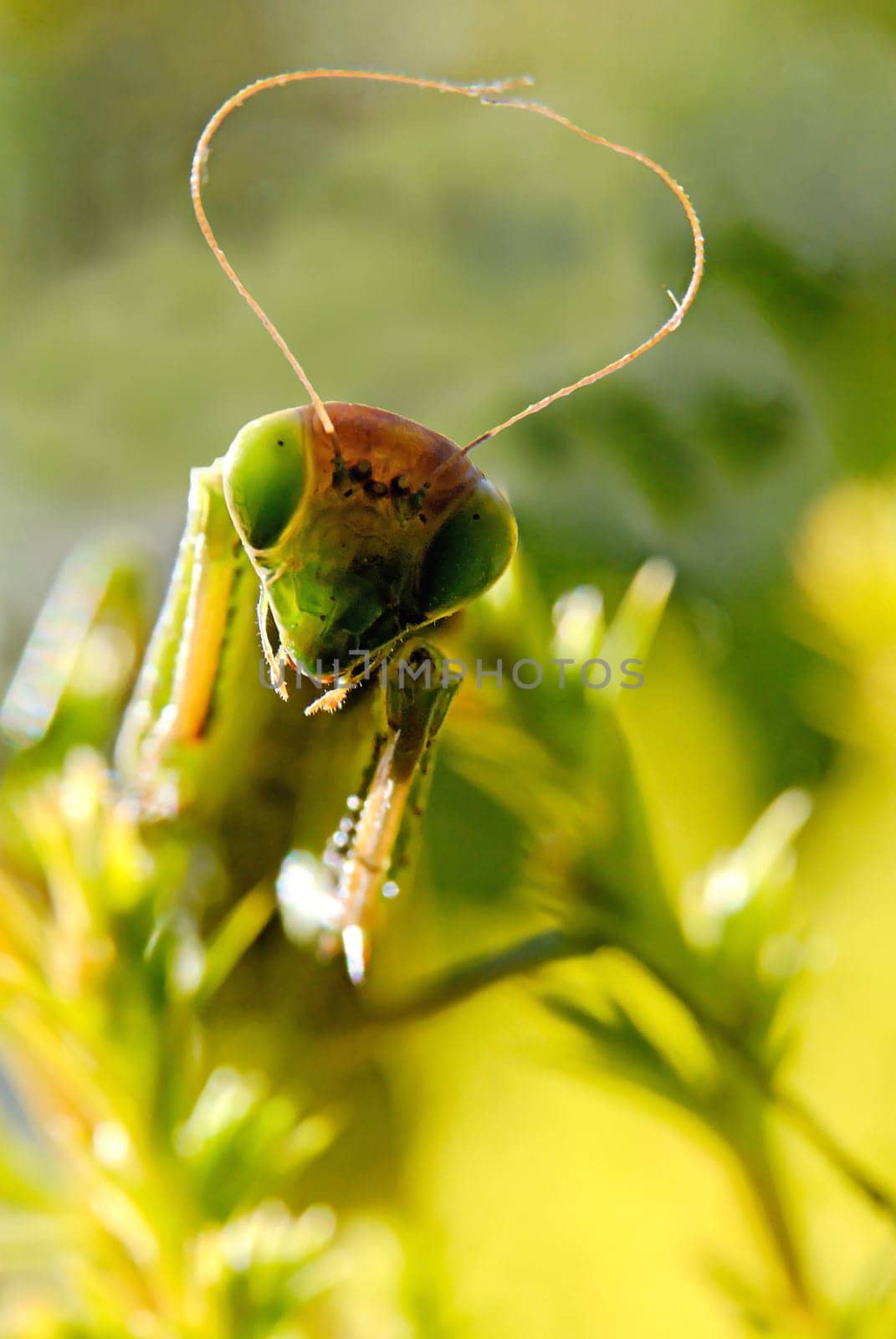 Mantis