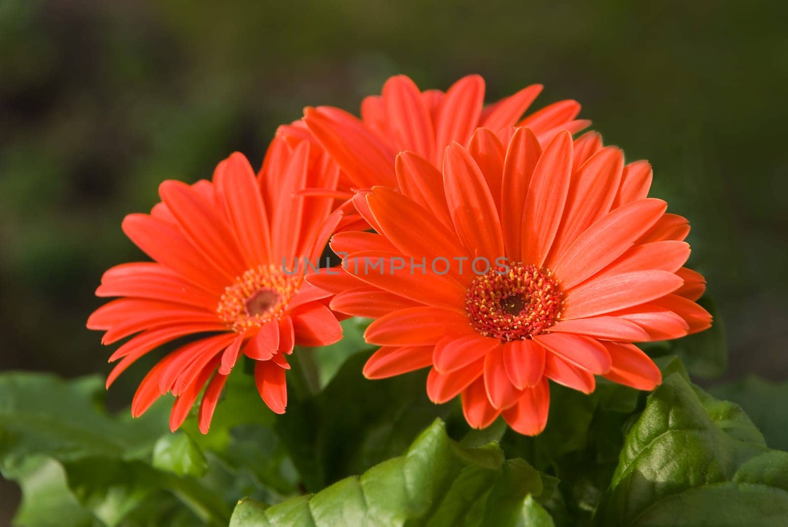 Red Gerbera