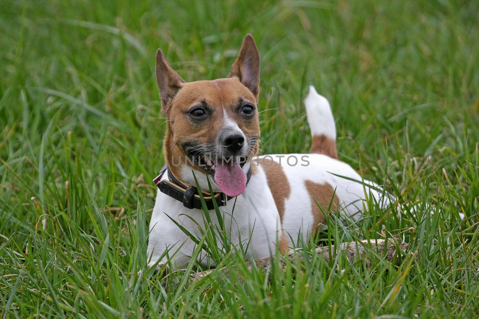Jack Russell
