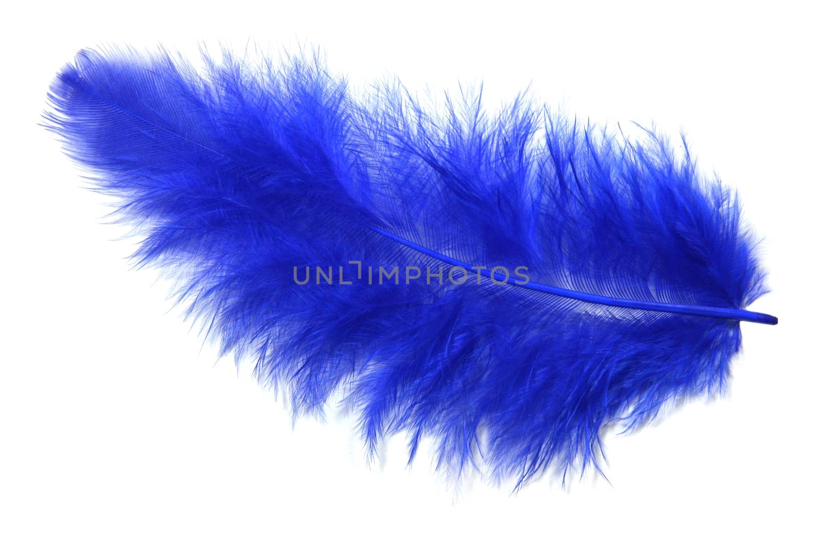 Blue feather