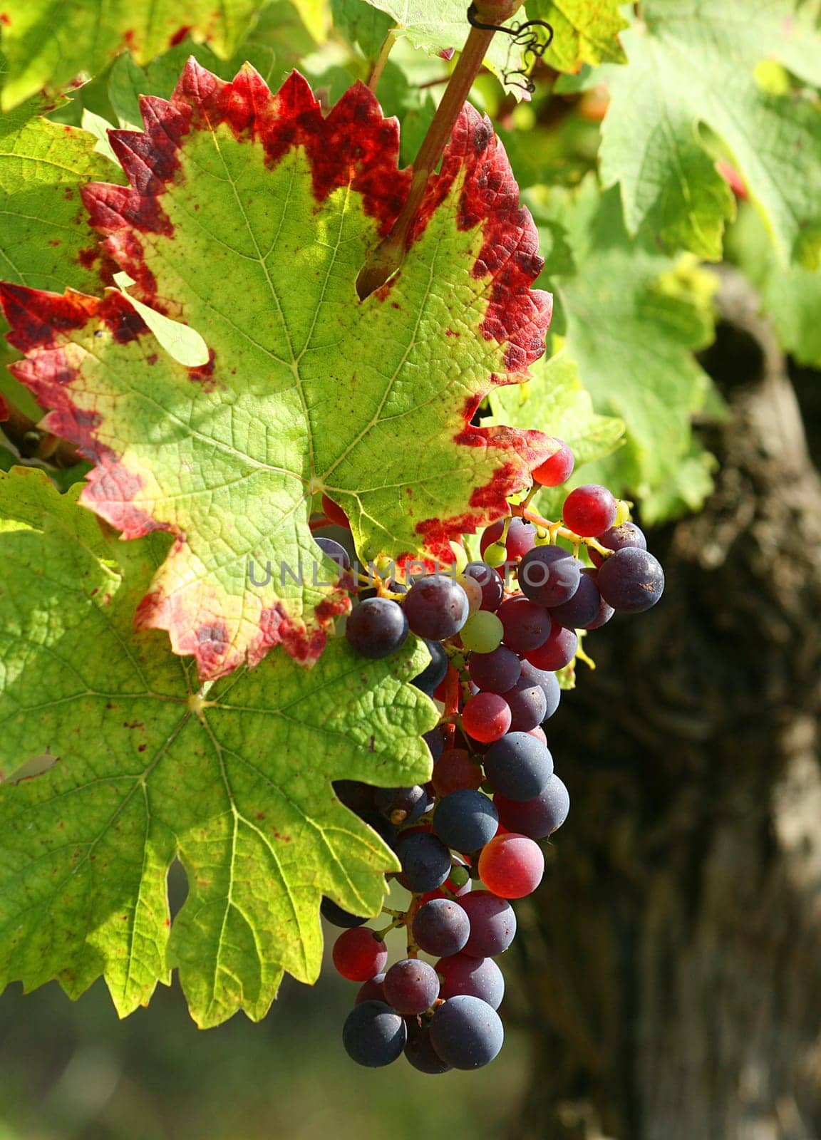 Purple grape