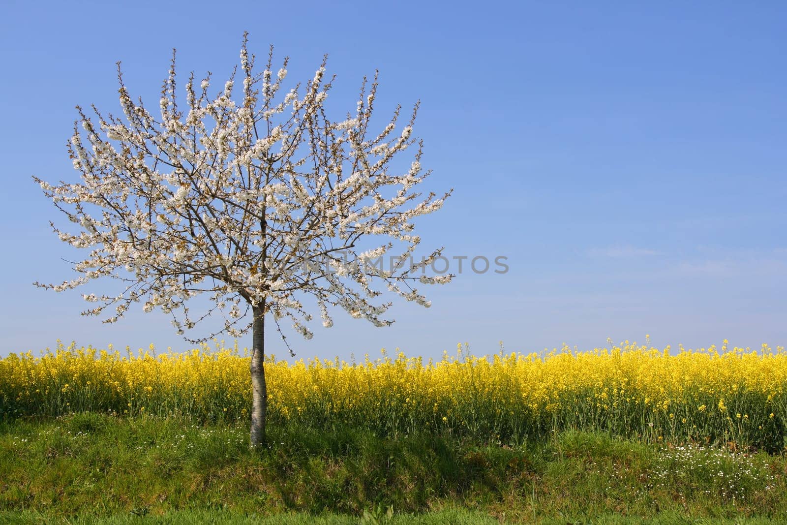 Absolutely spring