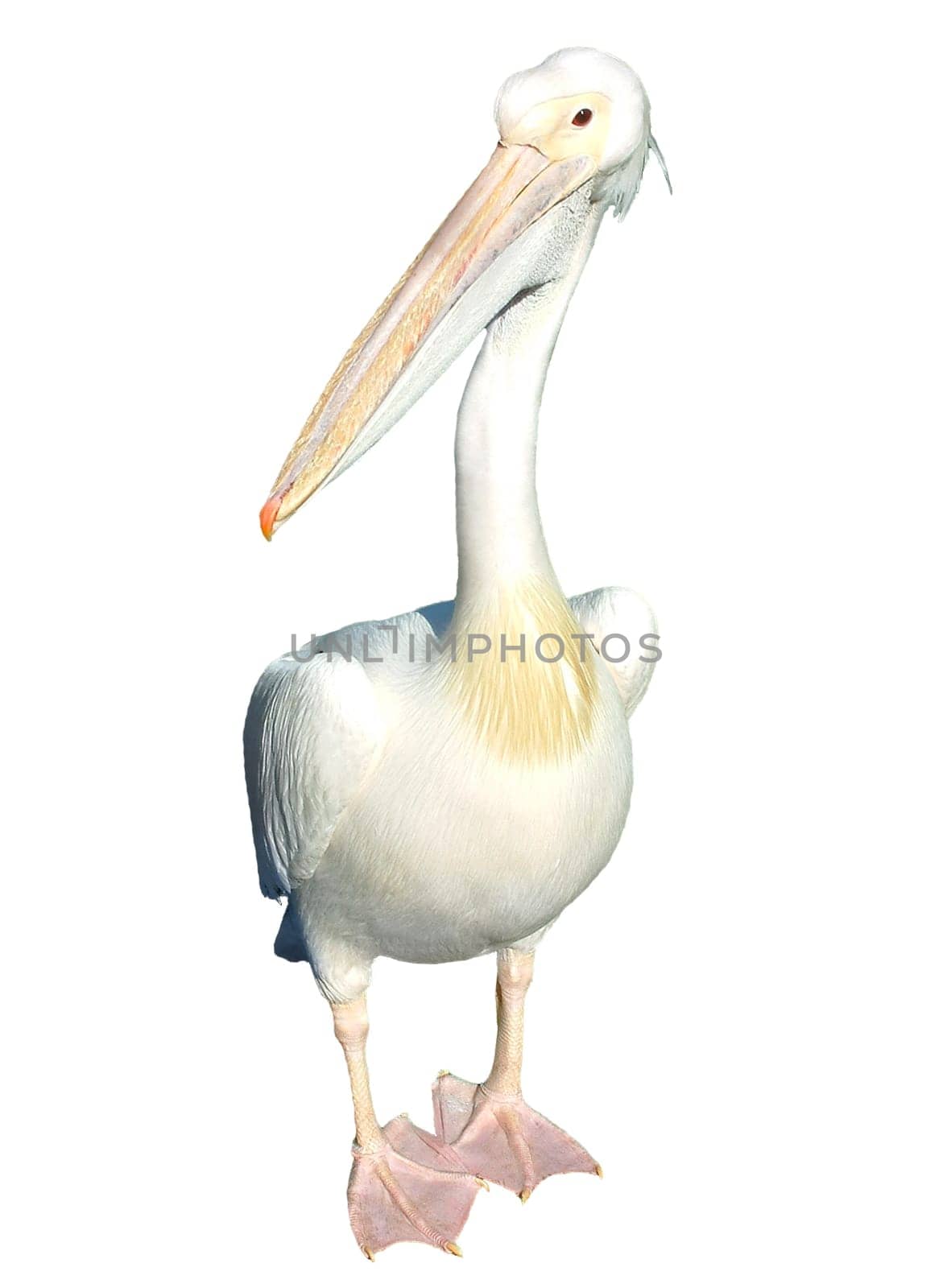 pelican