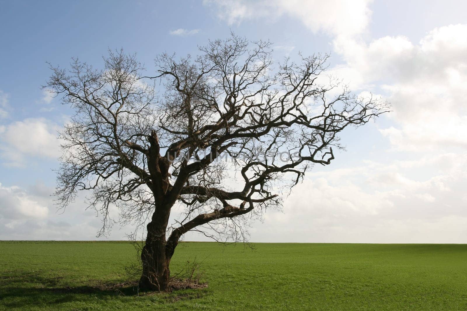 Gnarly tree