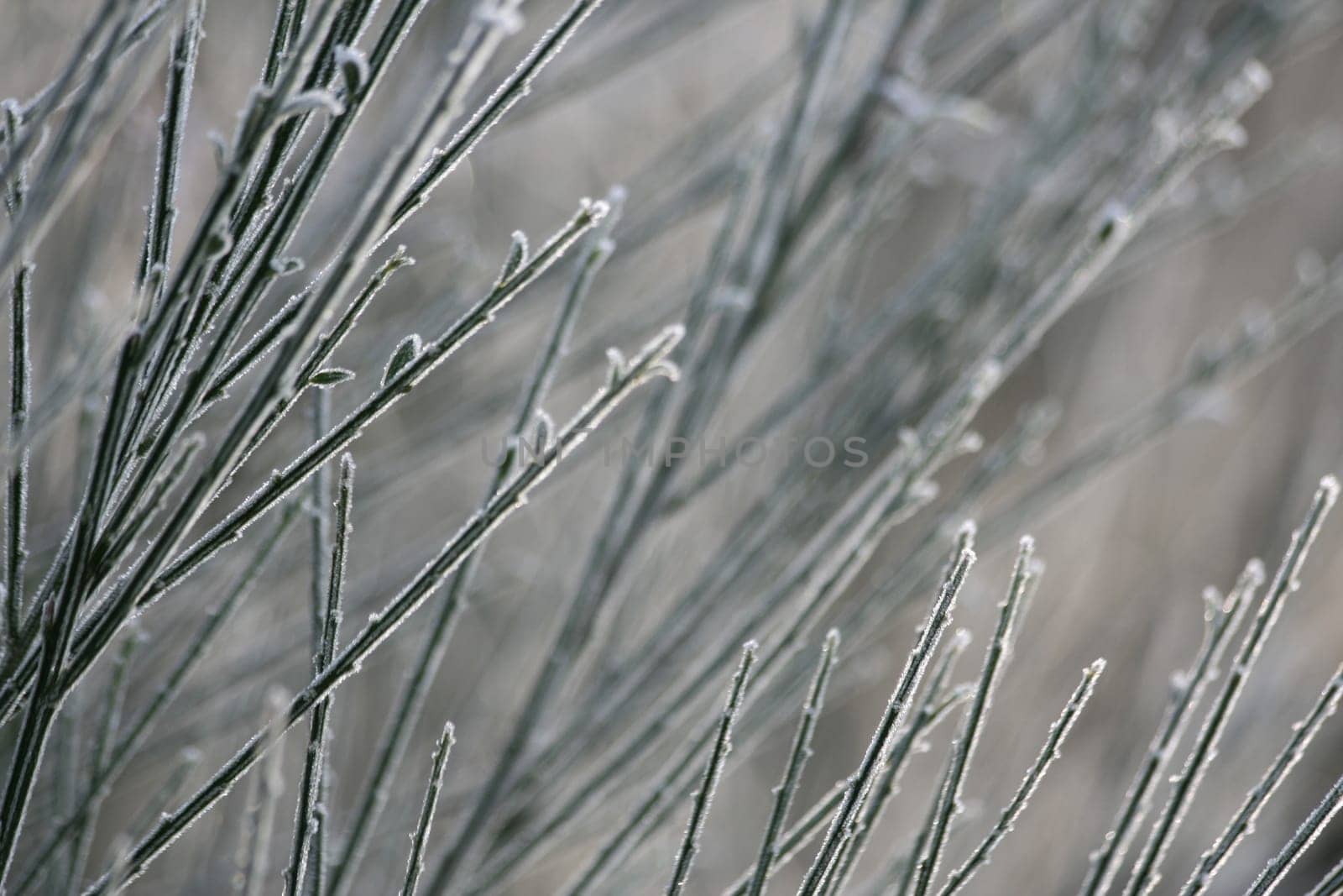 Frozen branches