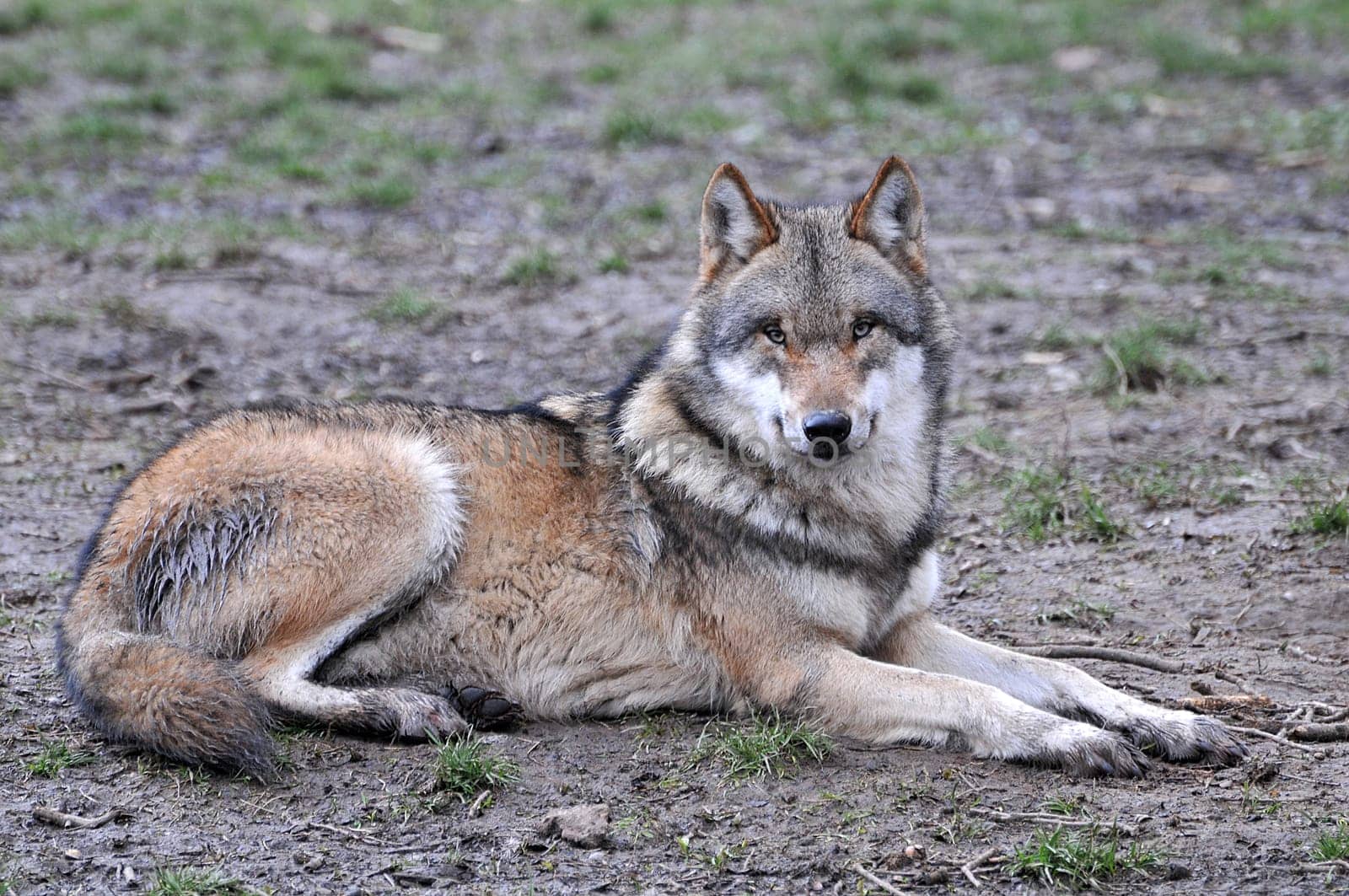 Wolf