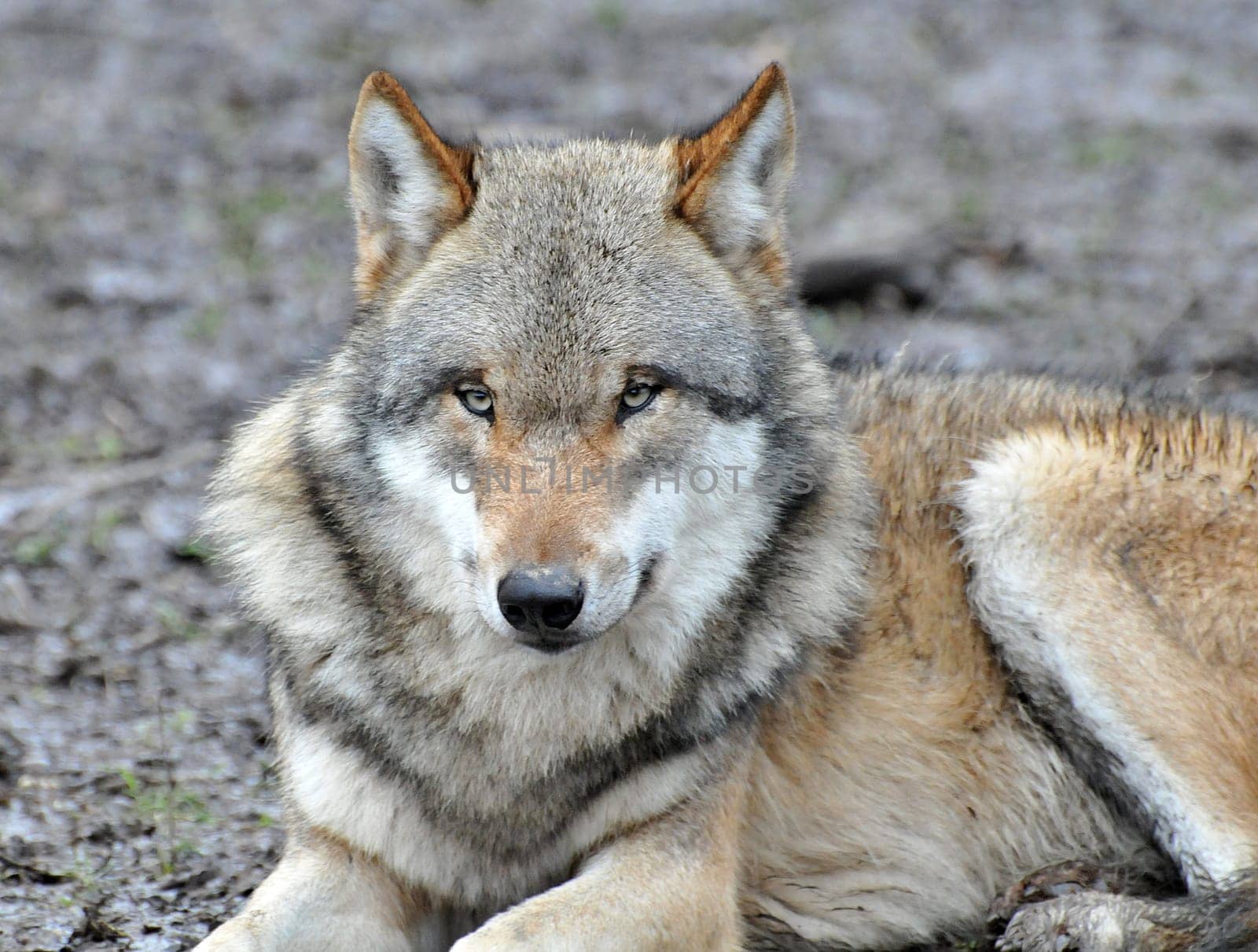 Alpha - Wolf