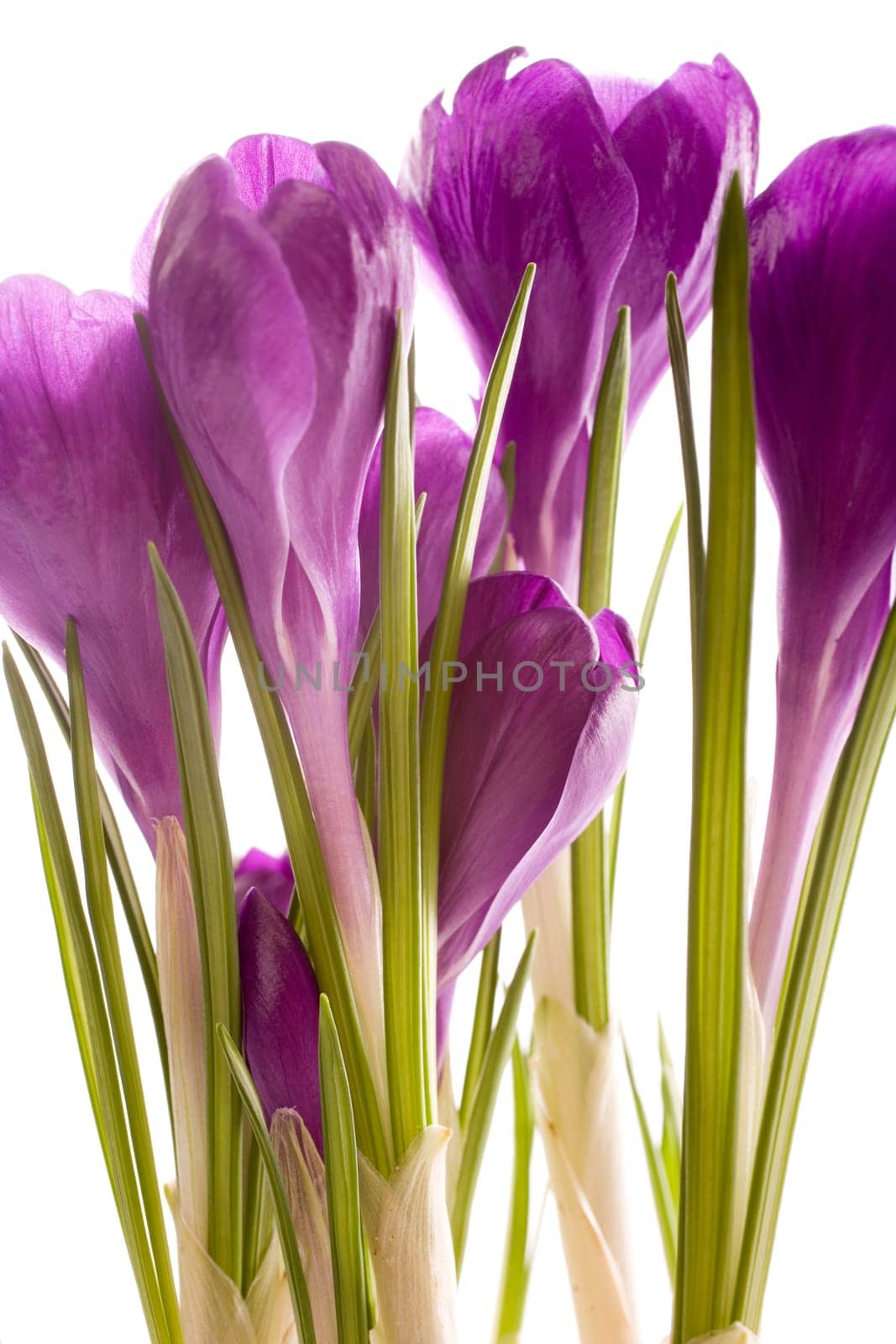 purple crocus