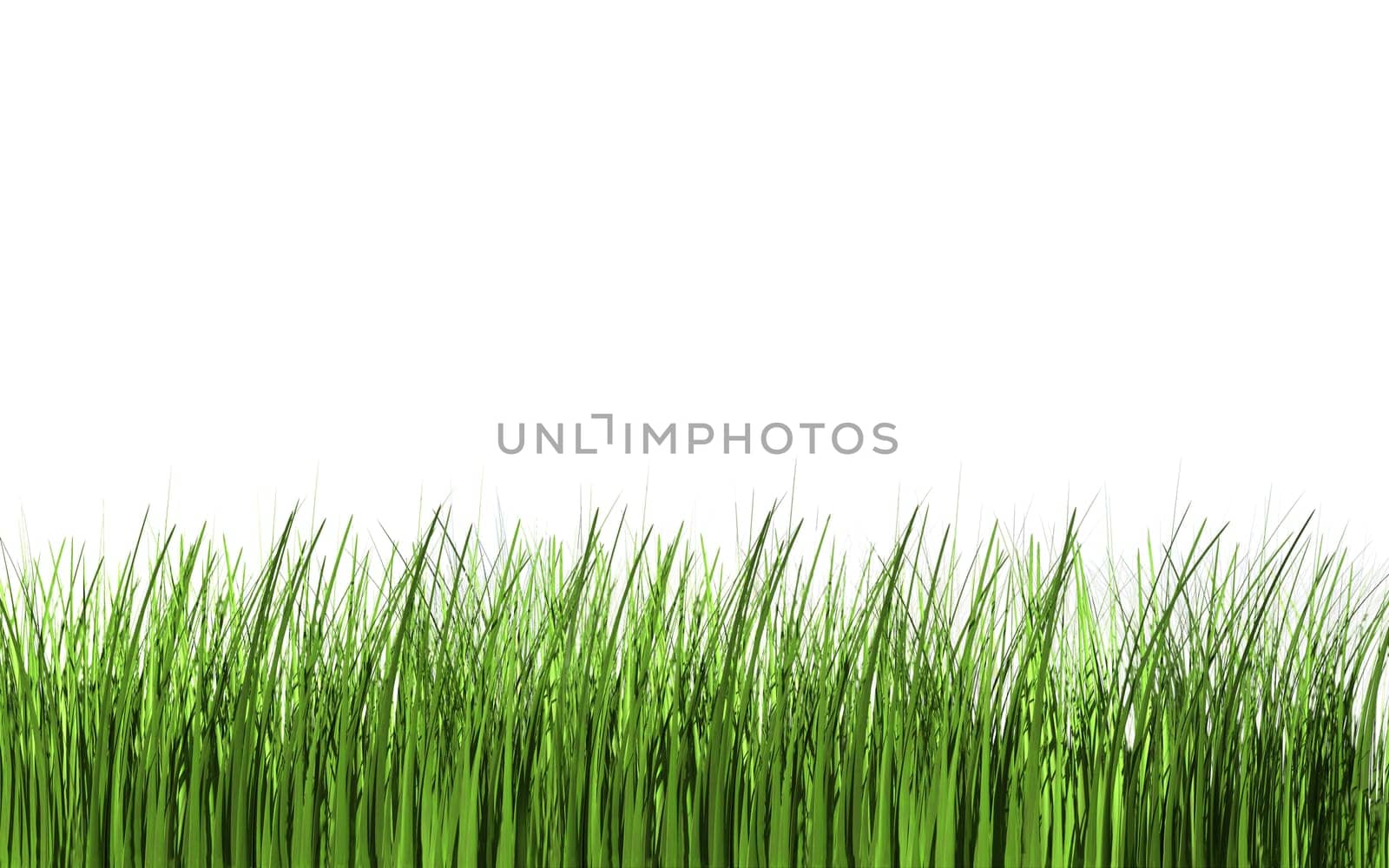 Blades of grass isolated