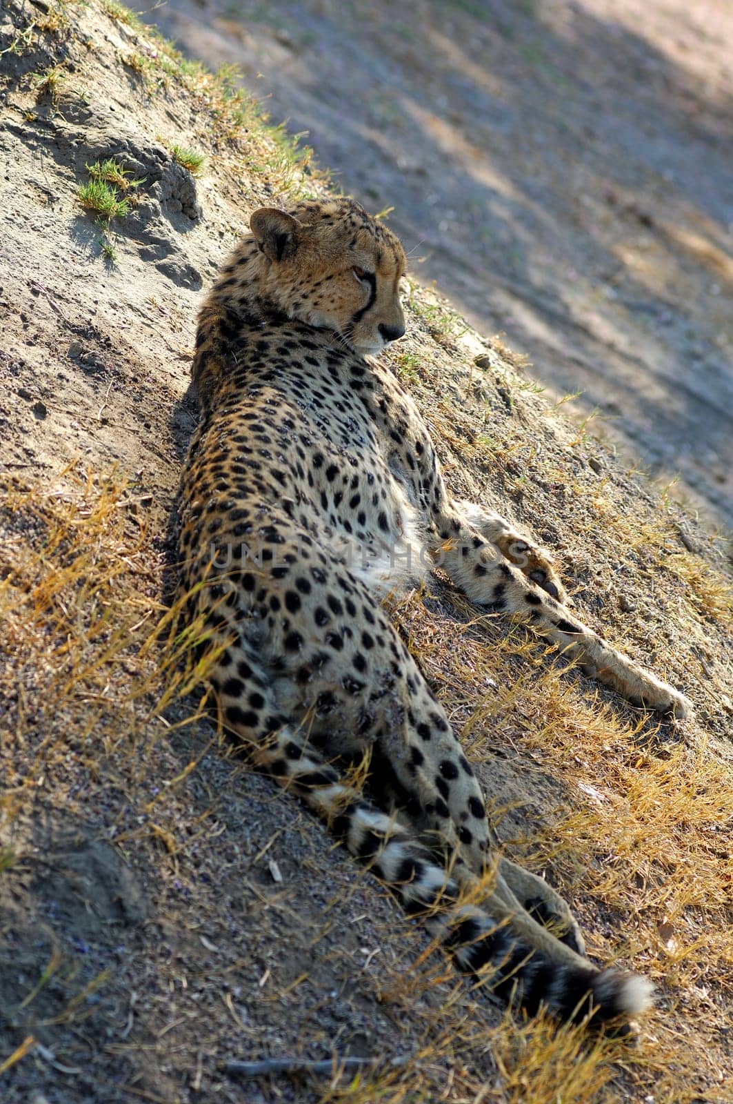 Cheetah