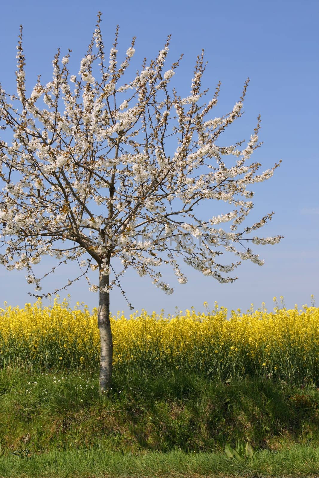 Absolutely spring