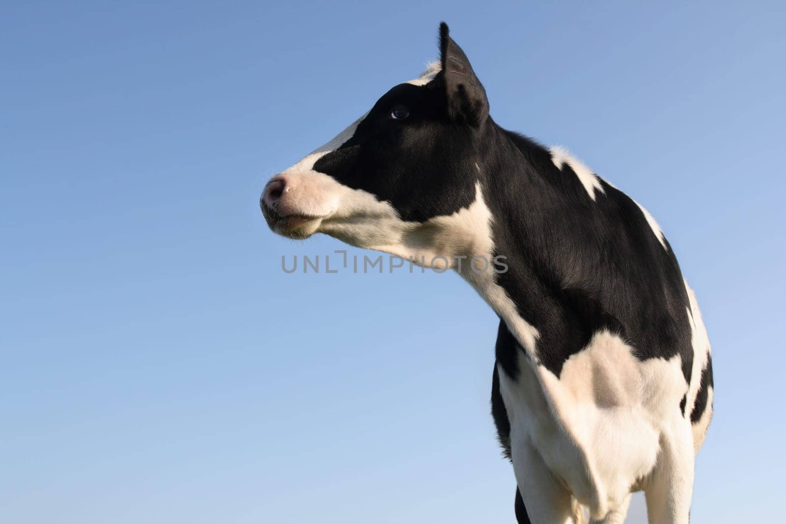 Sideway cow