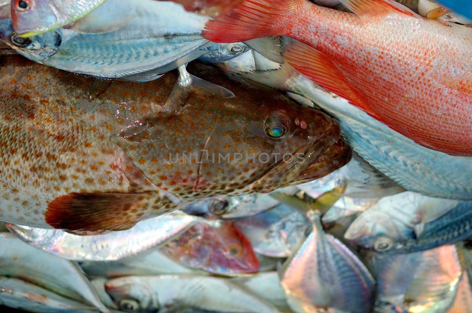 Fresh fish