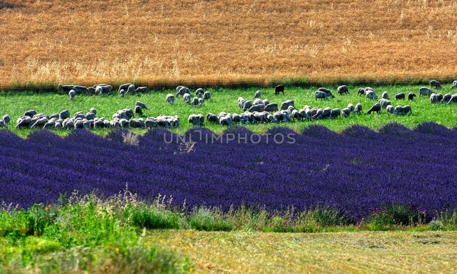 Flock of sheep grazing at lavender field,Provence,France