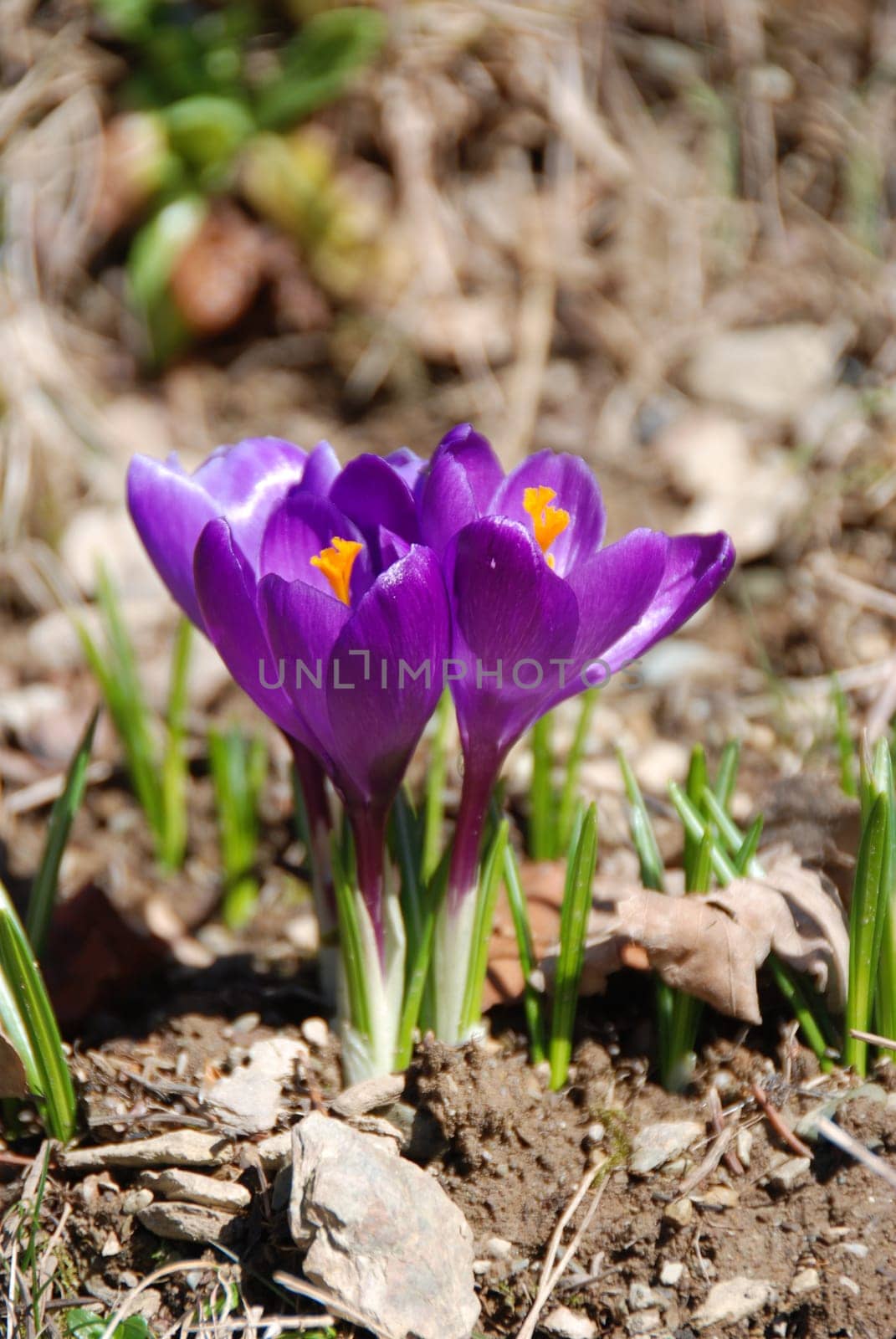 Spring Awakening