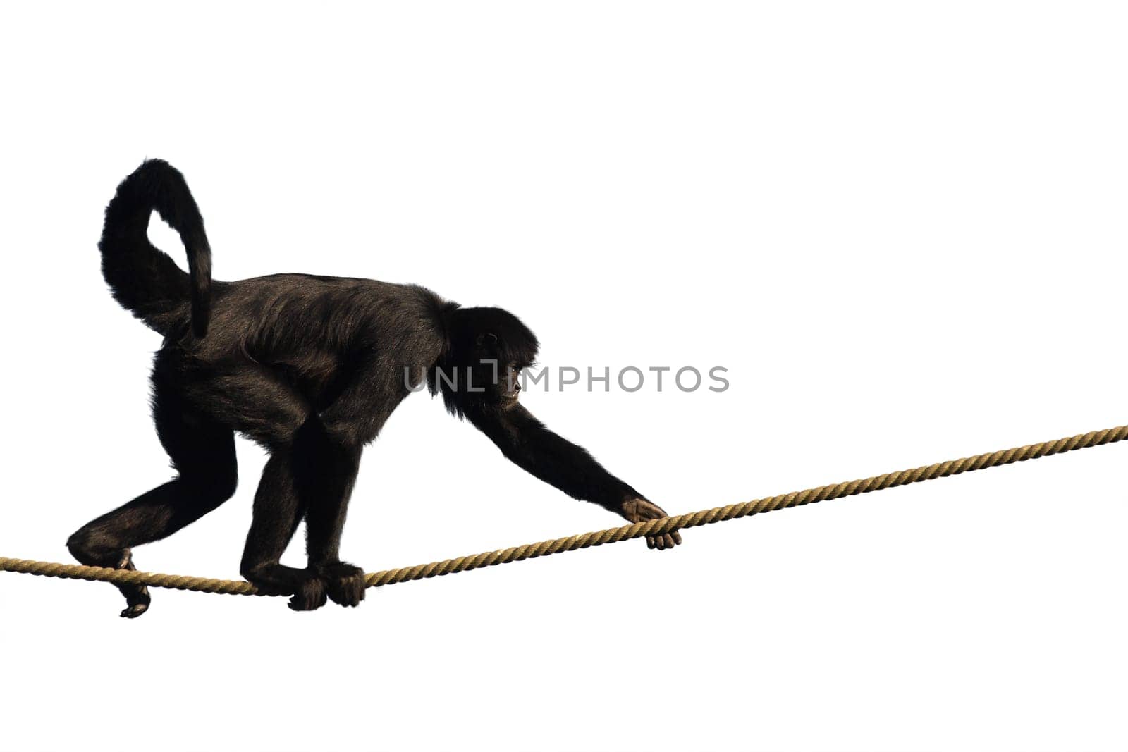 Climbing monkey