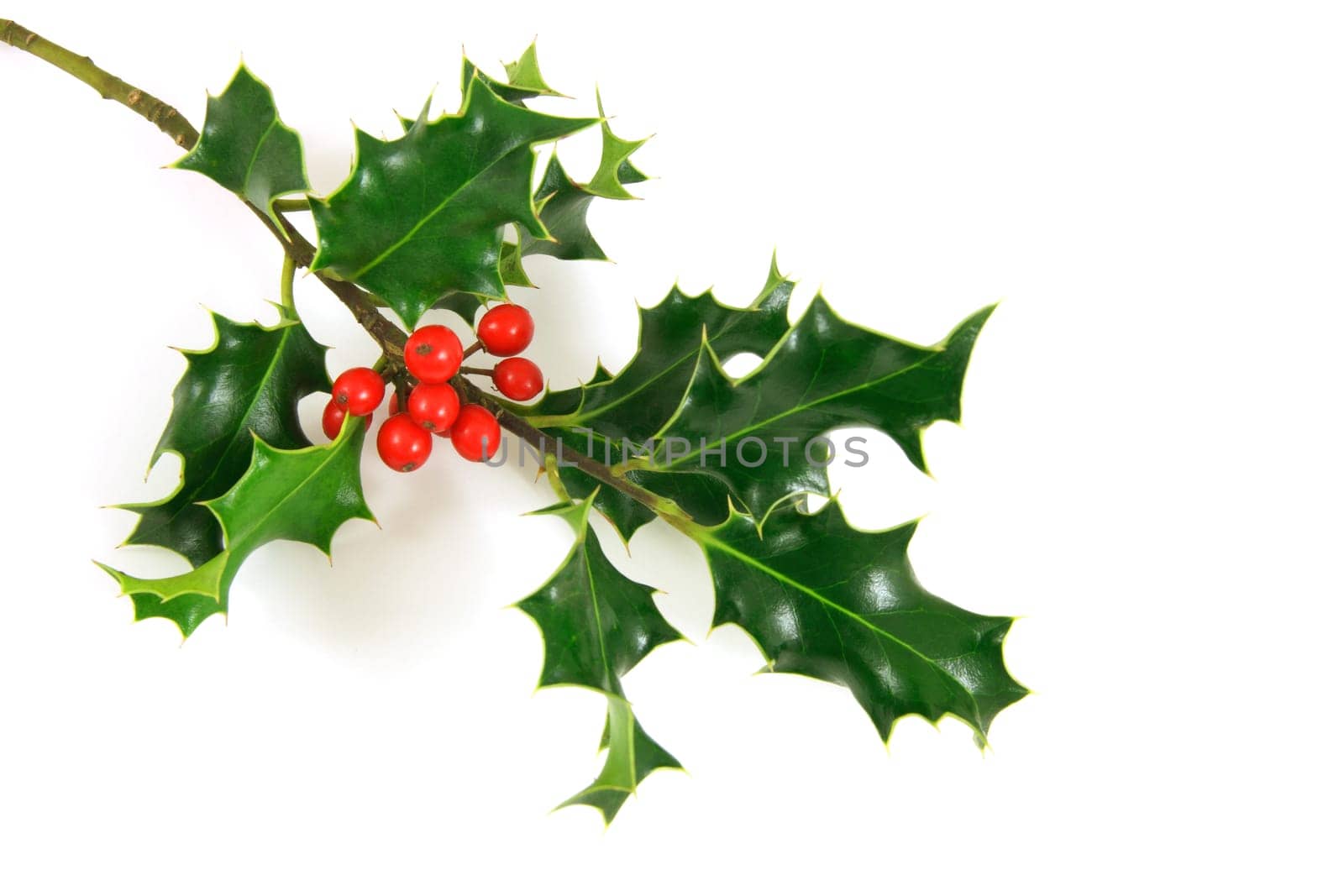 Holly branch