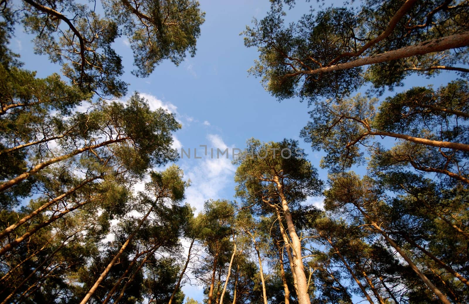 Pinewood