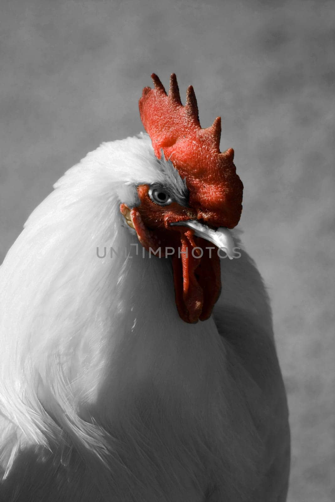 cock