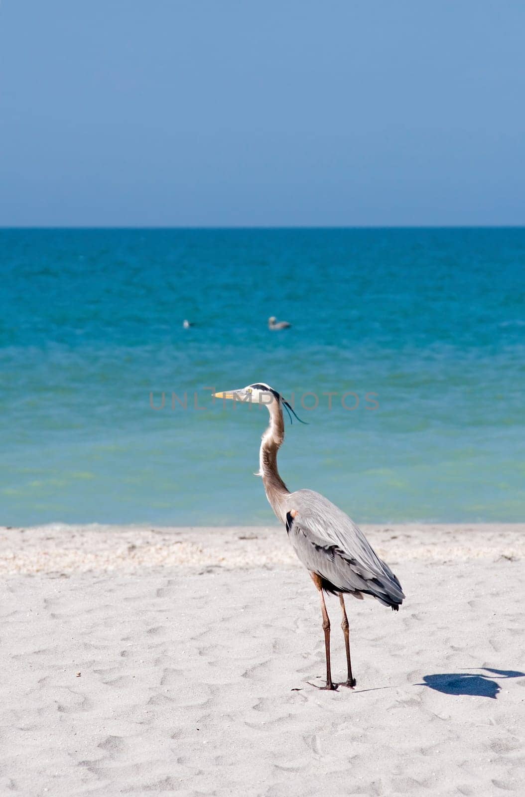 Beach Bird