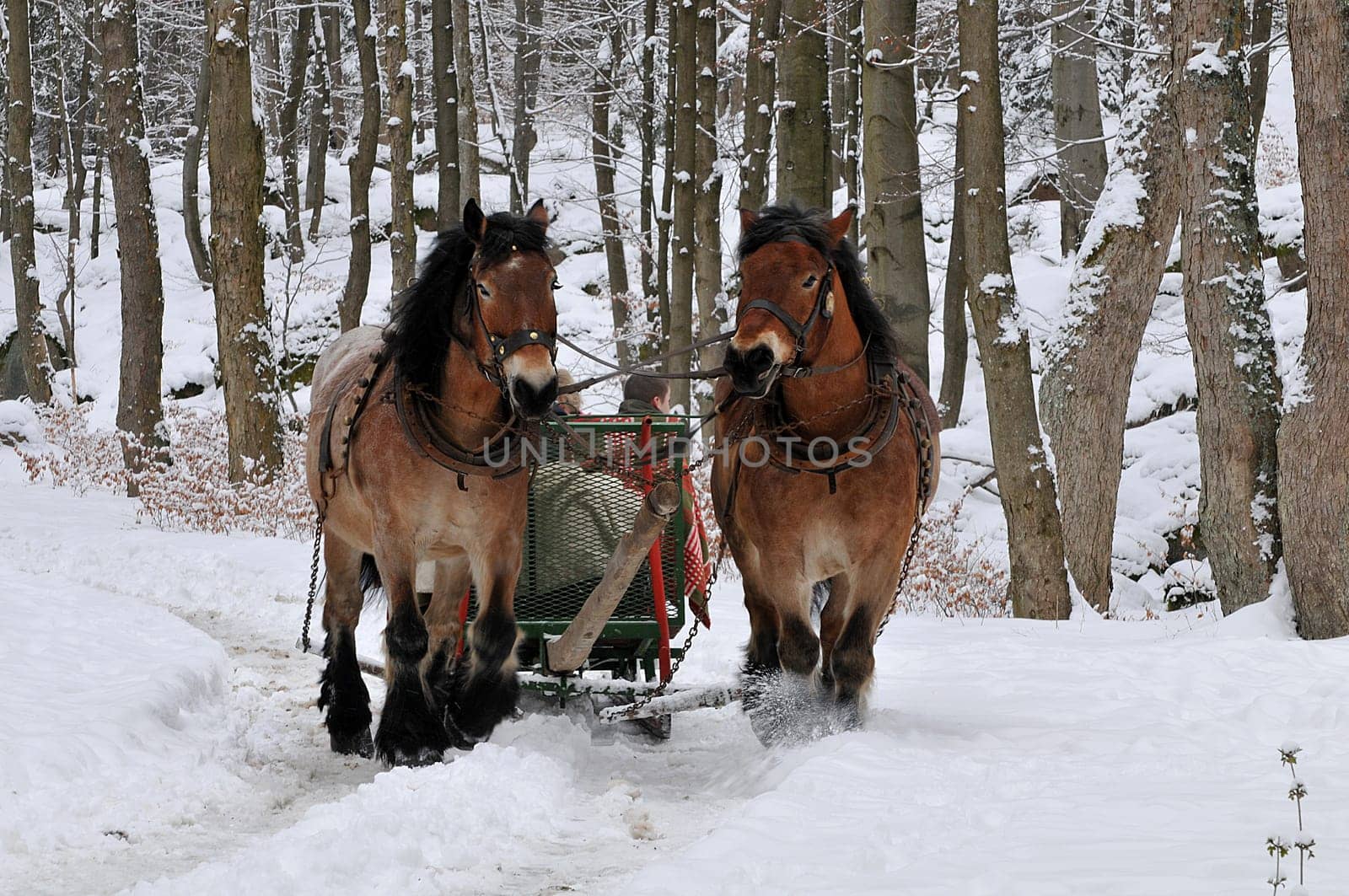 This is what Easter 2008 looked like in the Harz Mountains!