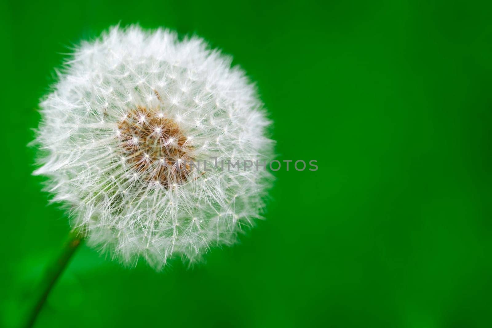 dandelion