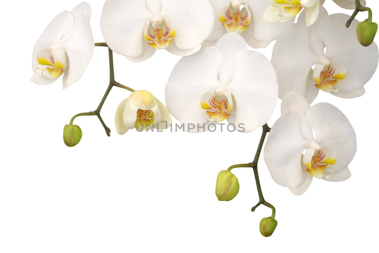 White orchid