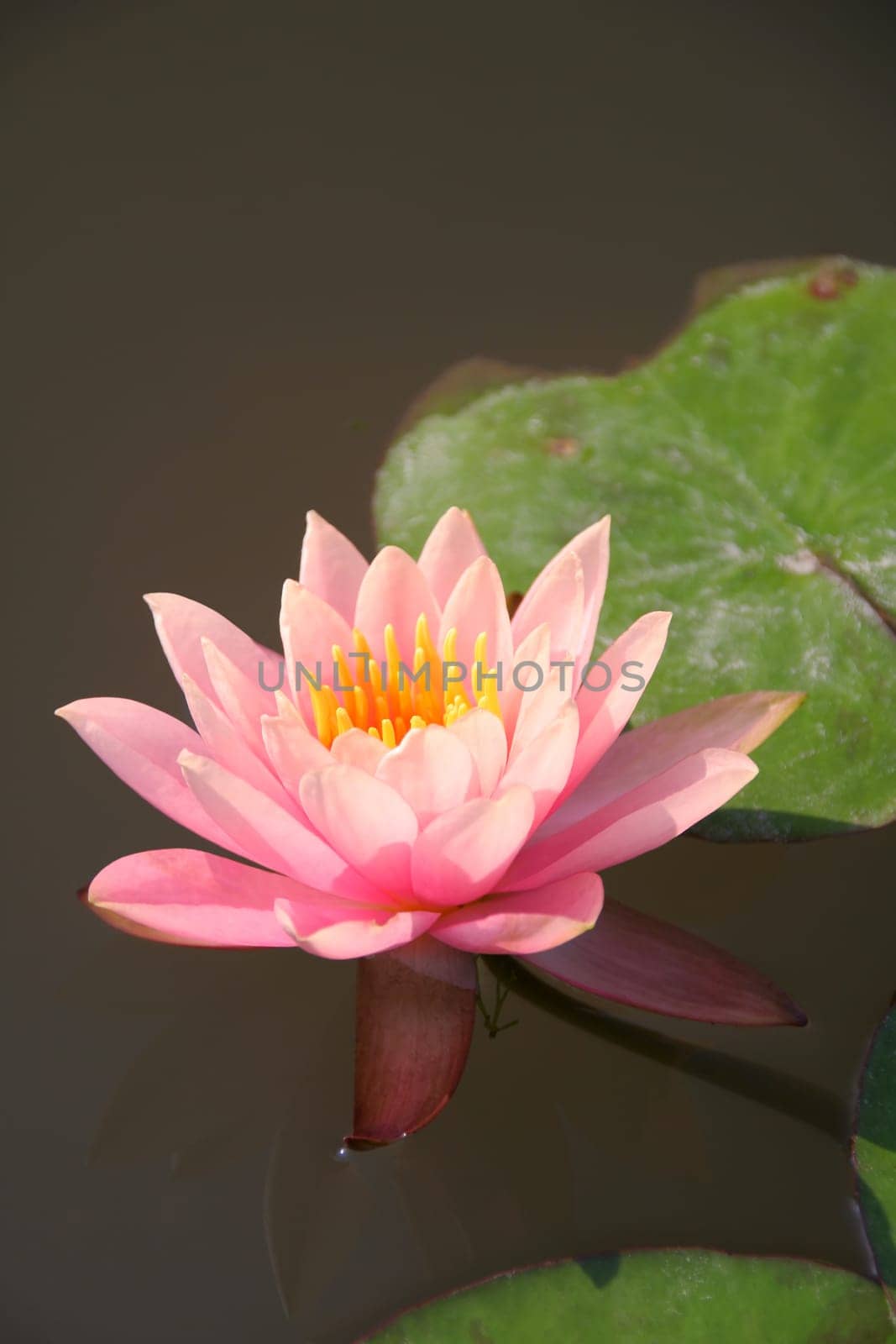pink lotus flower