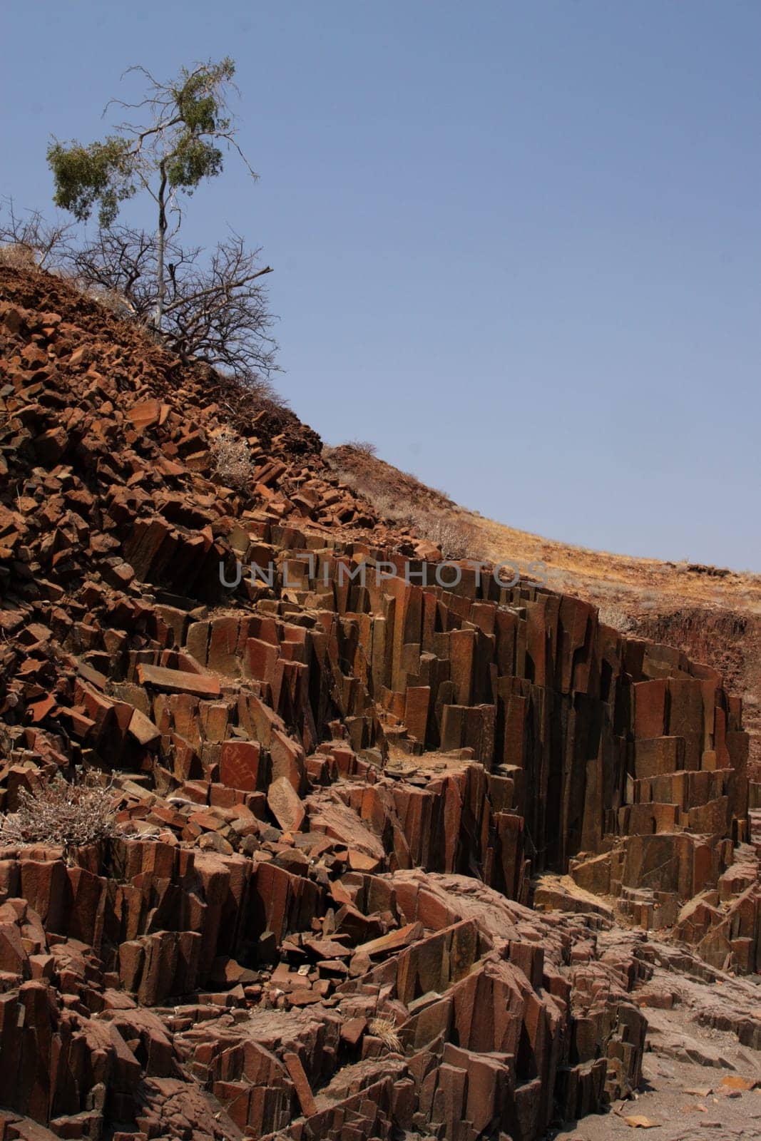 Organ Pipes