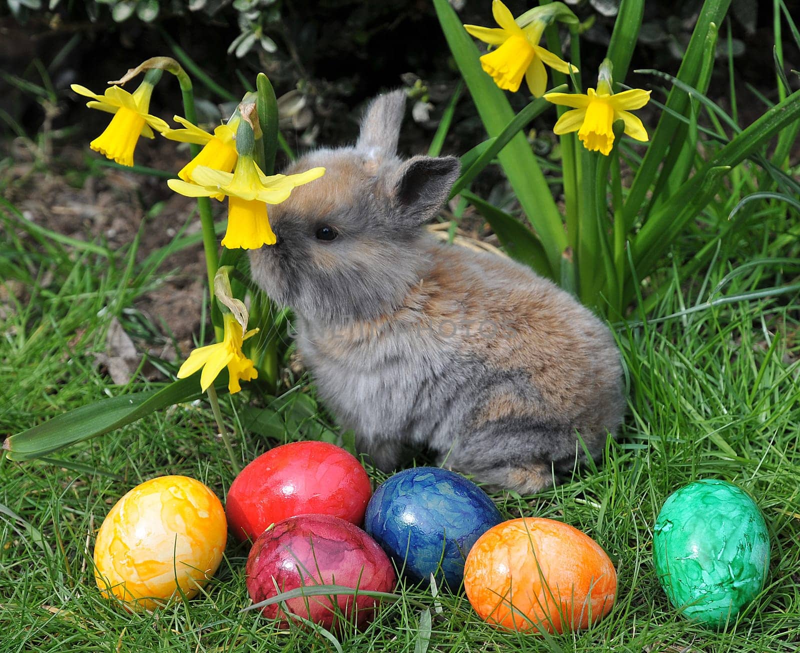 Easter Bunny