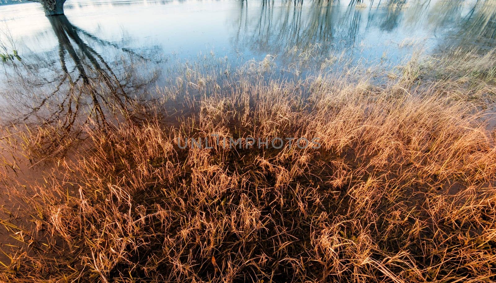 Reed
