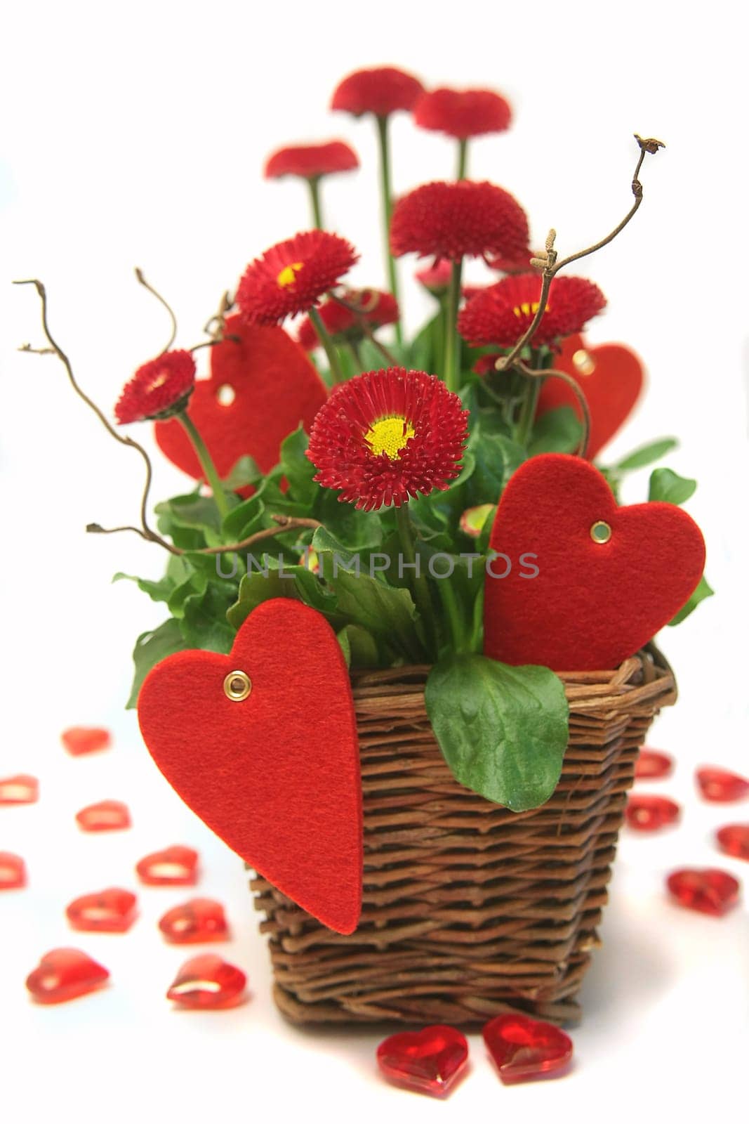 Bellis in love