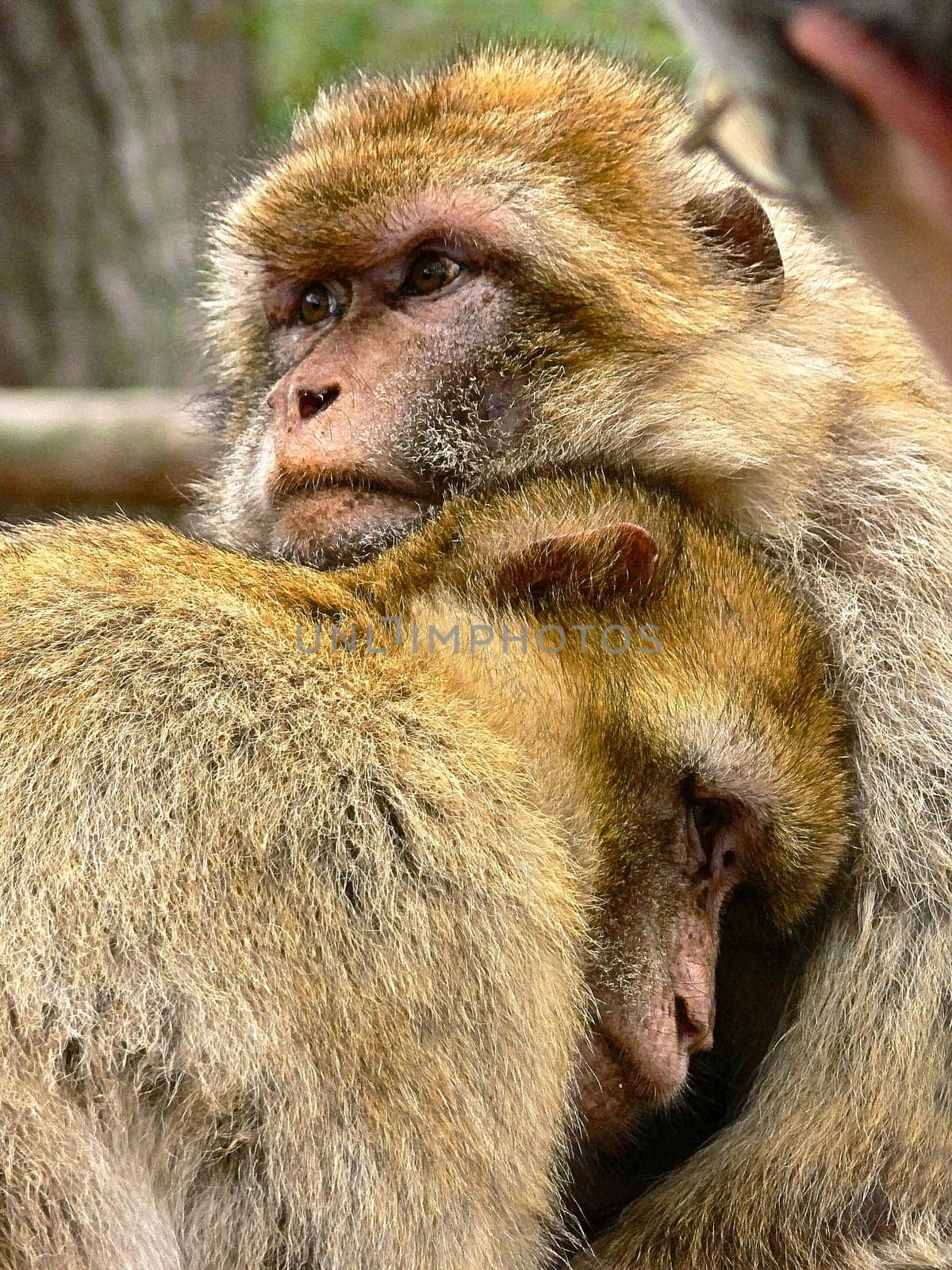 Barbary macaques