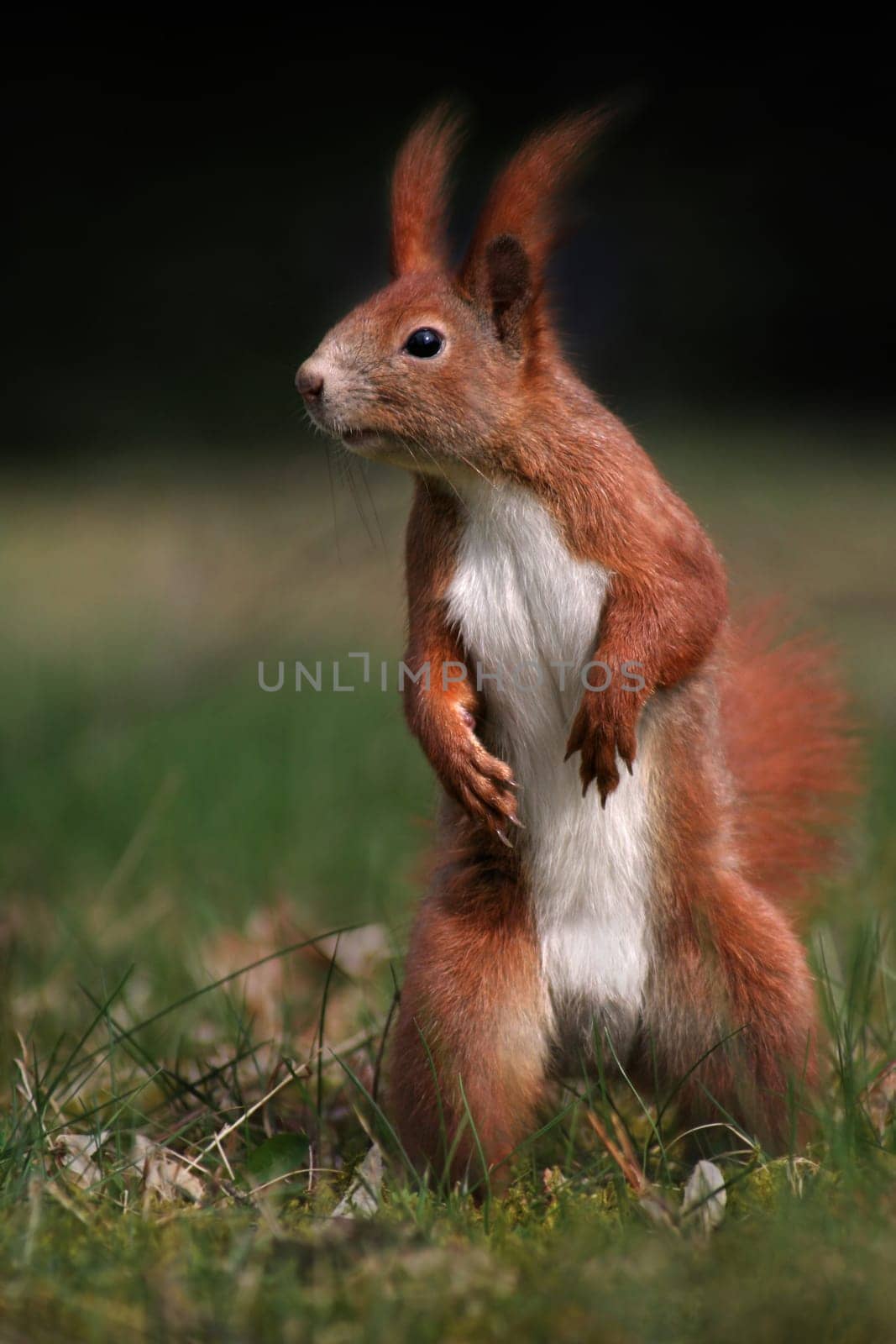 The Stander