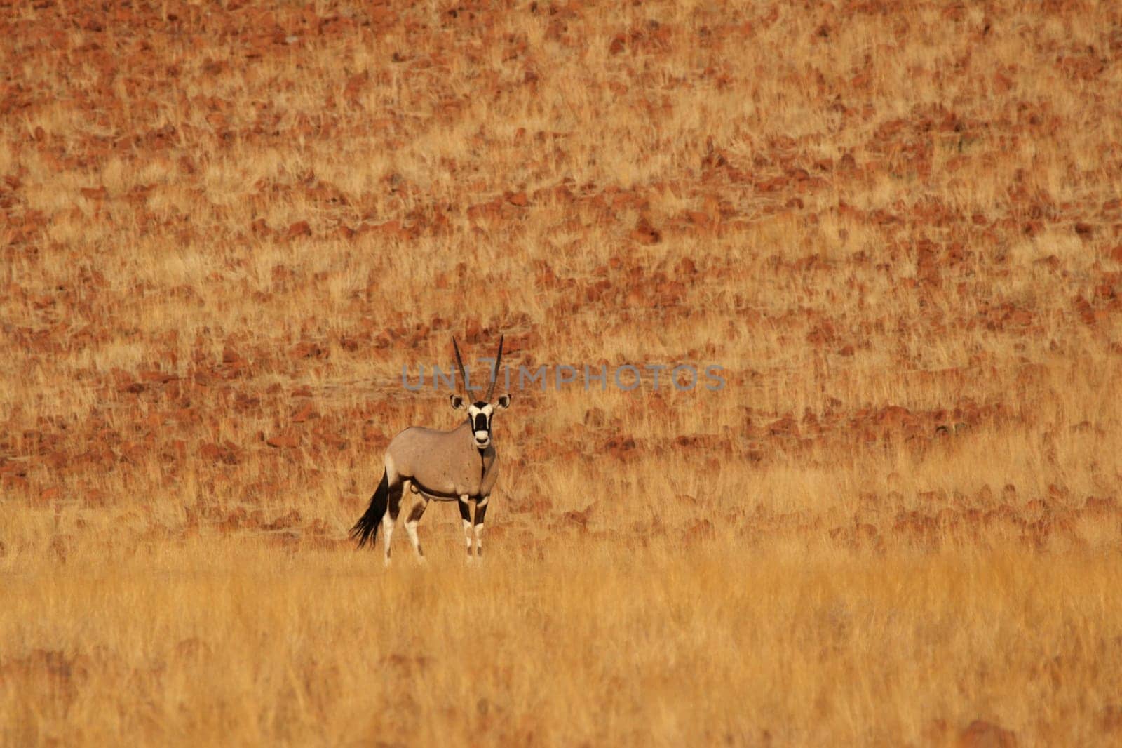 Oryx Antelope