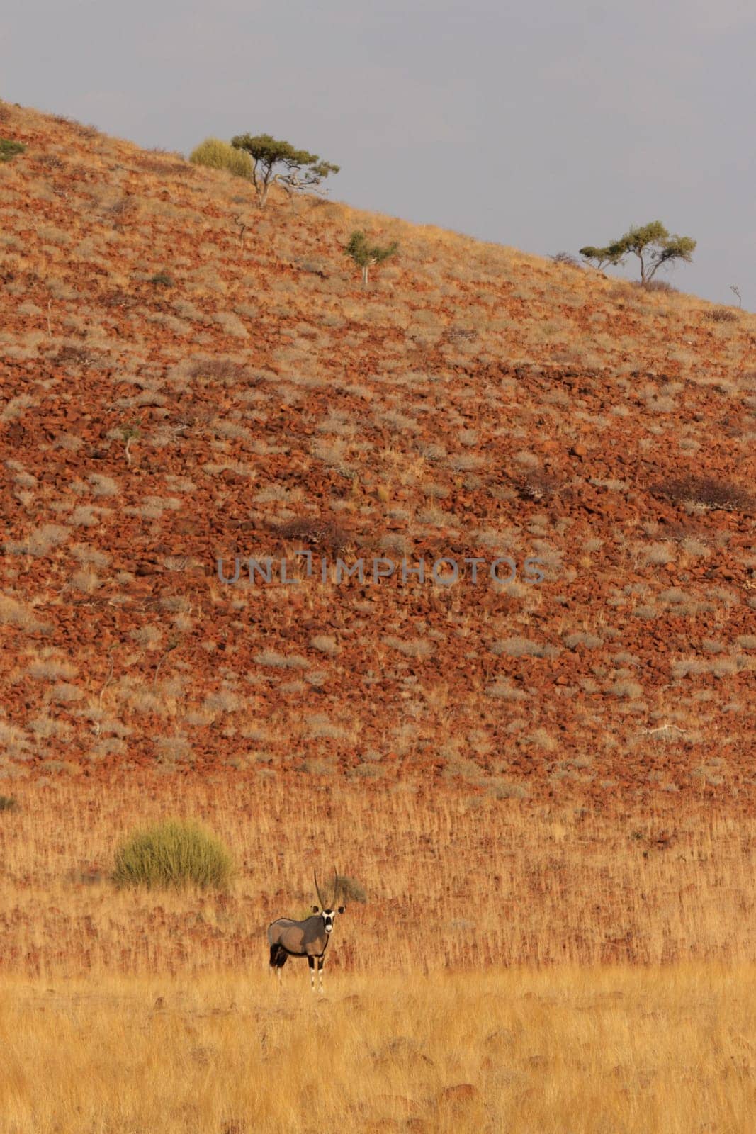 Oryx
