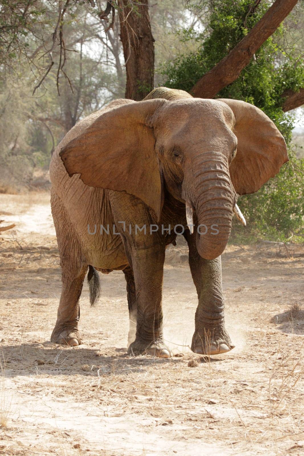 Desert Elephant