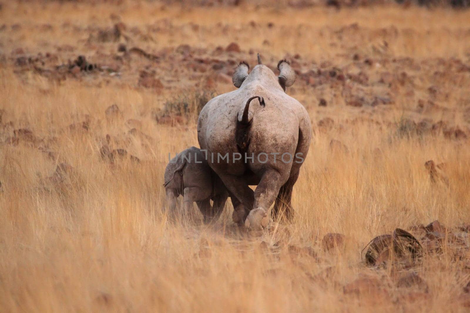 Black rhinoceros (Diceros bicornis),mother with child. Taken in Damaraland in northern Namibia,where a small population of these endangered animals still lives.