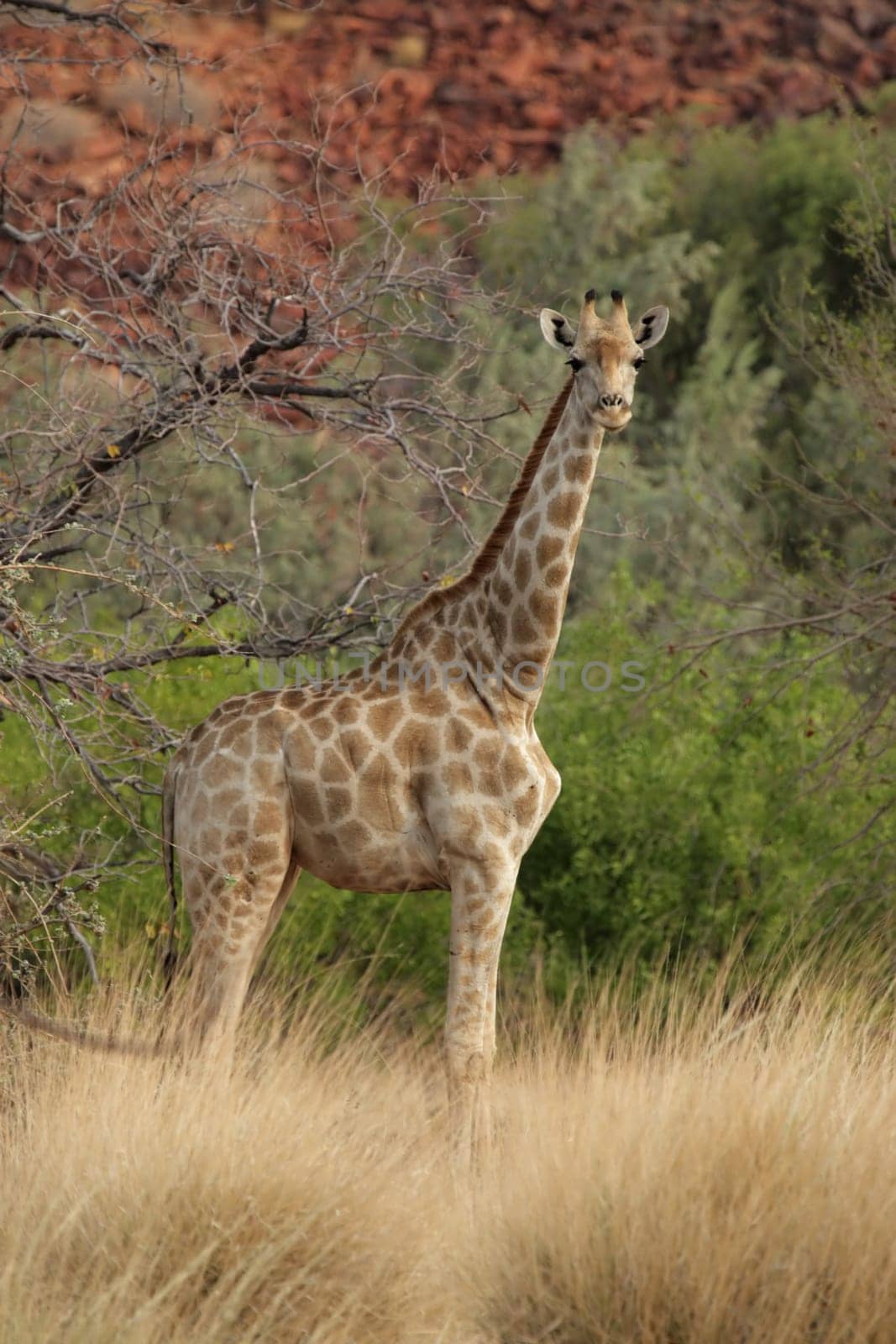 Giraffe (Giraffa camelopardalis) im Damaraland in Namibia