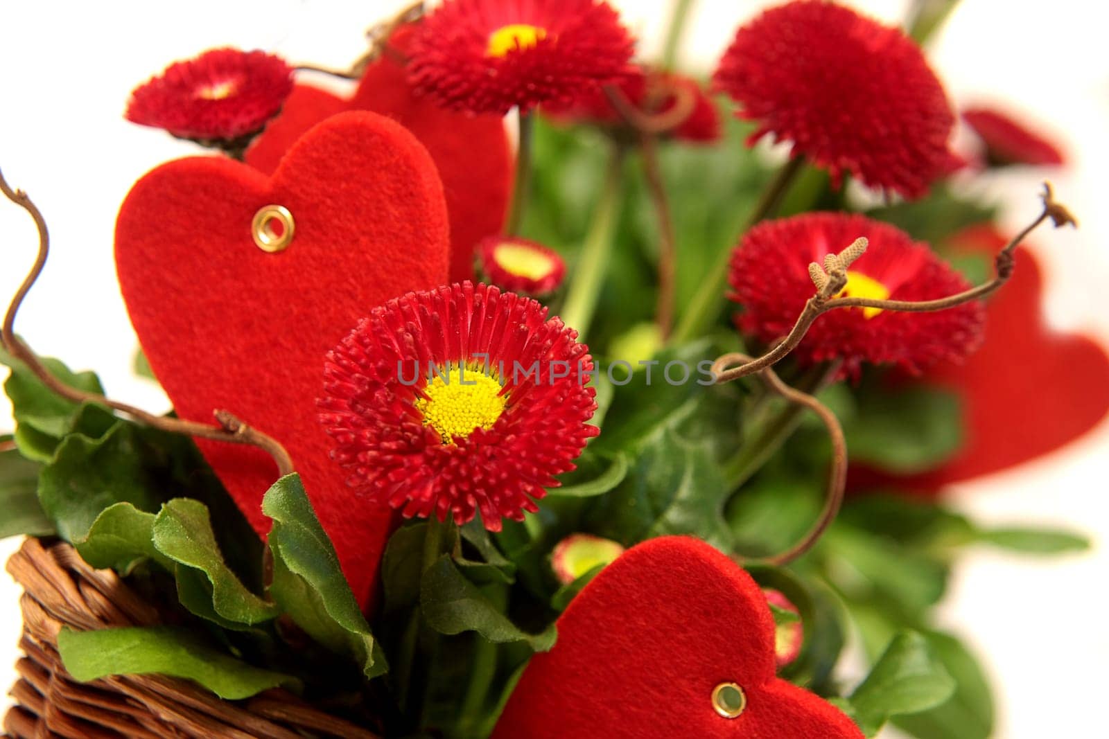 Bellis in love