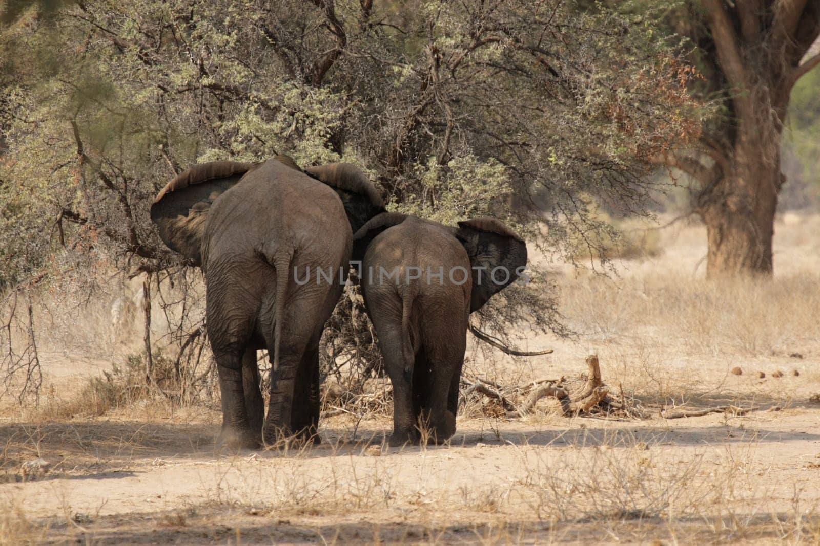 Elephant Mother with Child