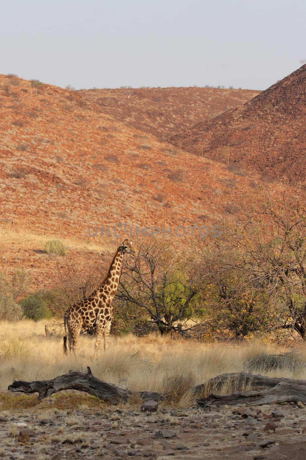 Giraffe (Giraffa camelopardalis)