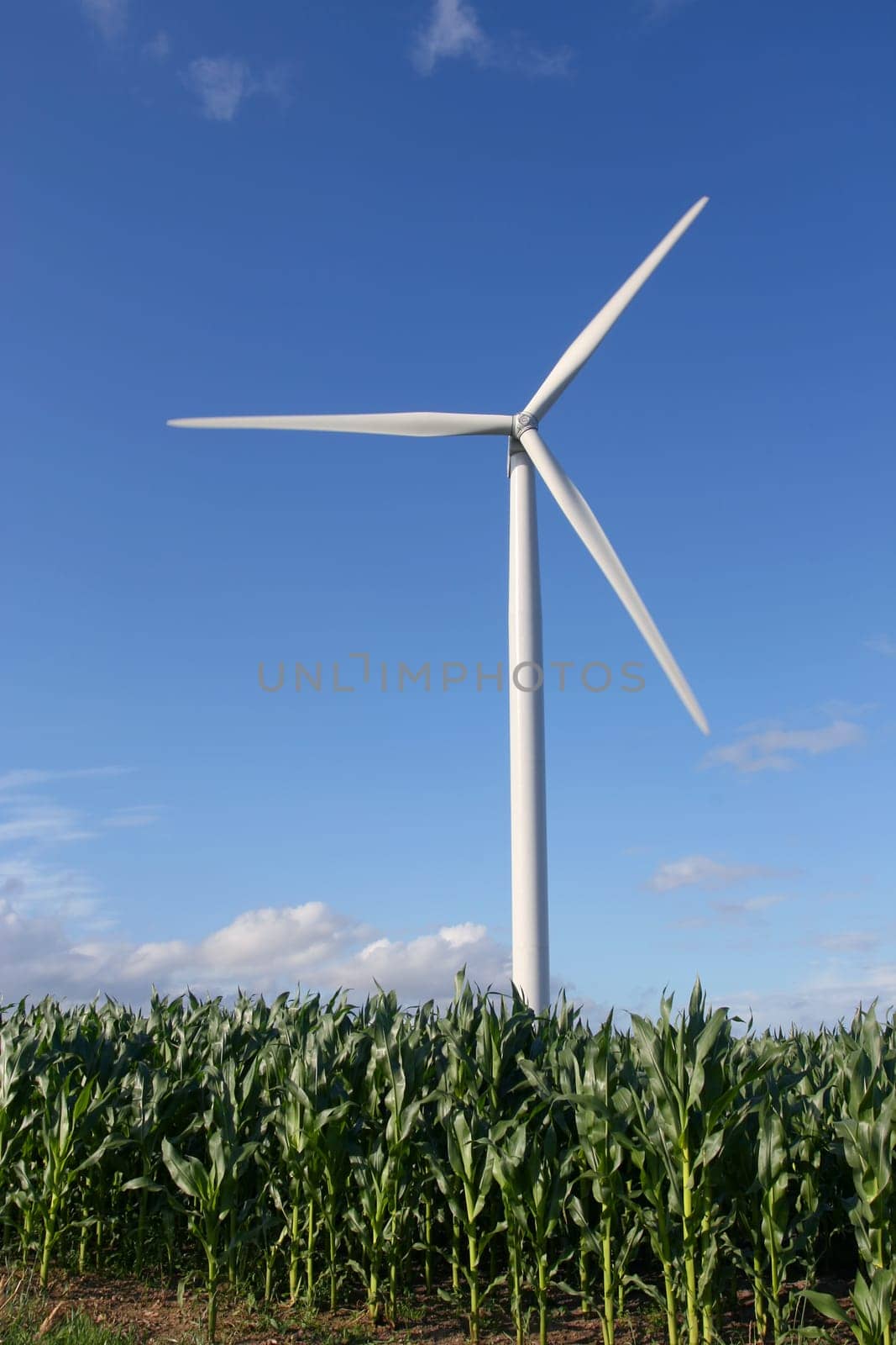 Wind turbine in a field