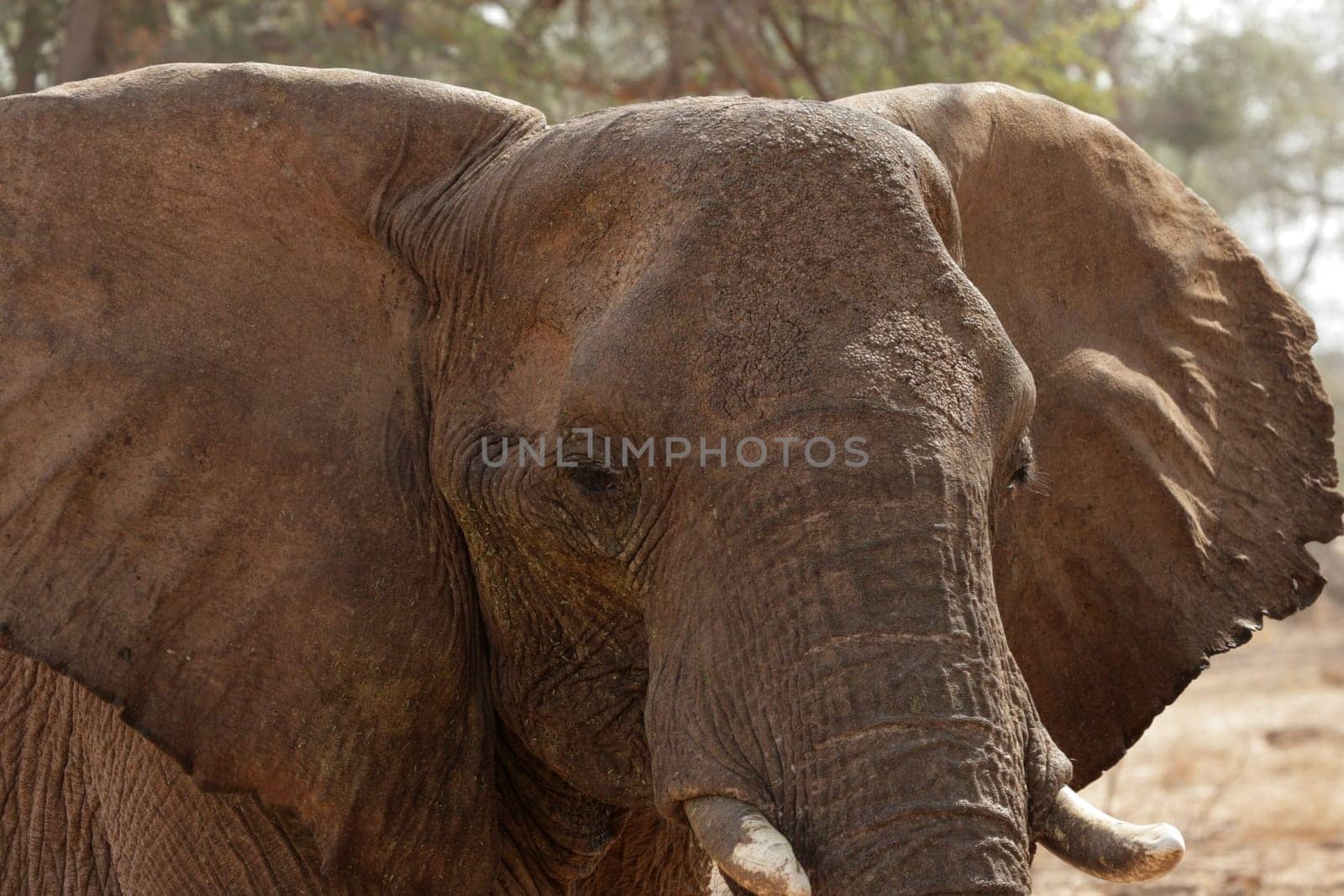 Elephant Portrait